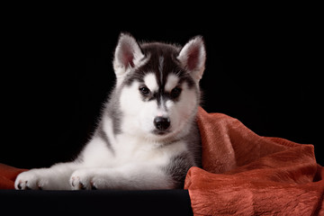 Cute little puppy of syberian husky