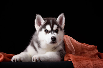 Cute little puppy of syberian husky