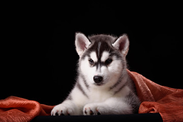 Cute little puppy of syberian husky
