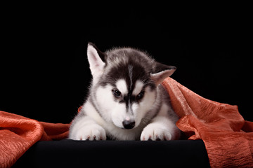 Cute little puppy of syberian husky