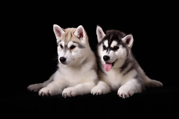Two cute husky puppies