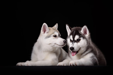 Two cute husky puppies