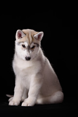 Cute little puppy of syberian husky