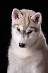 Cute little puppy of syberian husky