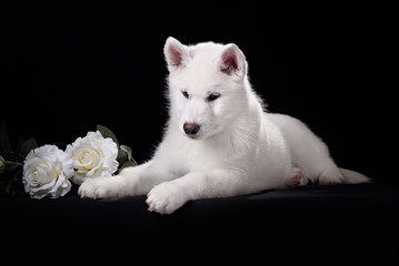 white siberian husky puppy and white rose