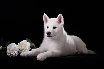 white siberian husky puppy and white rose