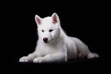 Fototapeta premium Cute little puppy of syberian husky