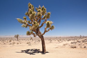 USA - nevada desert - Joshua Tree - 79343783