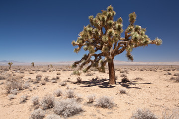 USA - nevada desert - Joshua Tree - 79343954