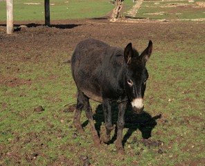 Fototapeta premium Asino
