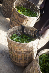 Fresh tea leaves are collected in baskets for further processing