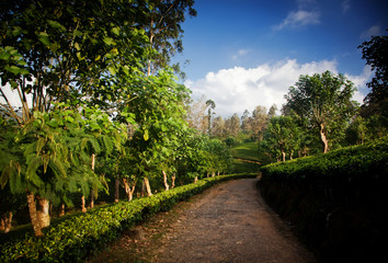 Fototapeta na wymiar Tea plantation landscape in Sri Lanka