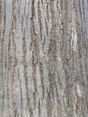 Obraz premium 樹皮