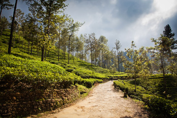 Fototapeta na wymiar Tea plantation landscape in Sri Lanka