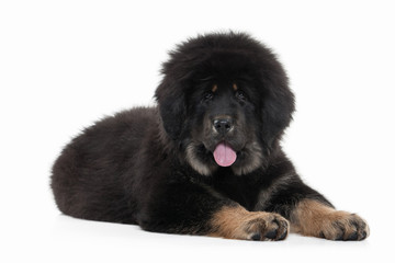 Dog. Tibetan mastiff puppy on white background