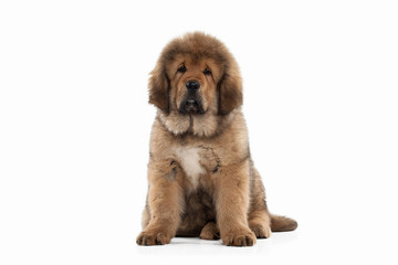 Dog. Tibetan mastiff puppy on white background