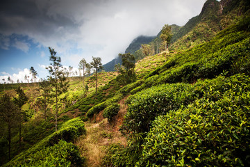 Naklejka na ściany i meble Tea plantation landscape in Sri Lanka