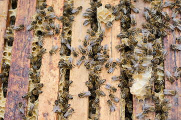 Swarm of Bees