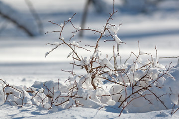 Winter leafless blueberry bush covered in snow