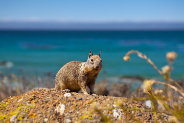 USA - squirell on Pacific Coast Highway one