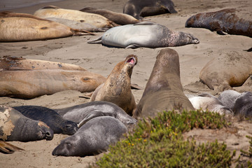 USA - Pacific Coast Highway one - seals cololny