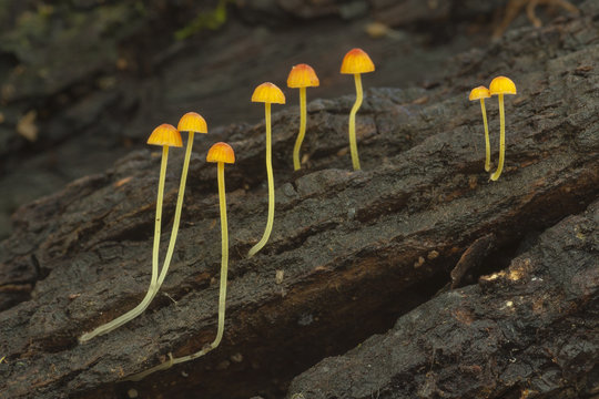 Mycena acicula on a dead trunk