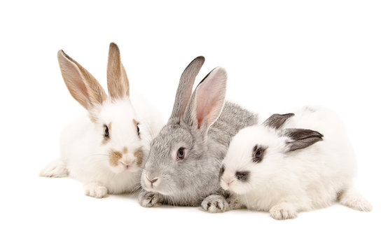 Three rabbit