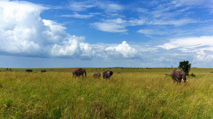 Africa, elephants, Kenya, safari, road, nature, wild animals