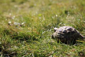 Tortue - Small reptile - European Animal