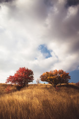 A vintage landscape scene with trees.