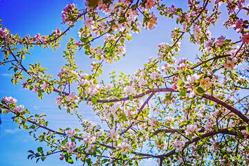 view on branches of blossoming apple tree with red flowers insta