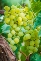 grapes with green leaves on the vine. fresh fruits