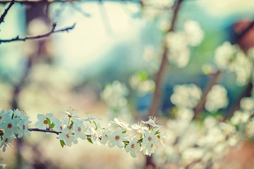 view on the branch of blossoming cherry tree floral background i