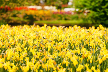 Beautiful yellow daffodils