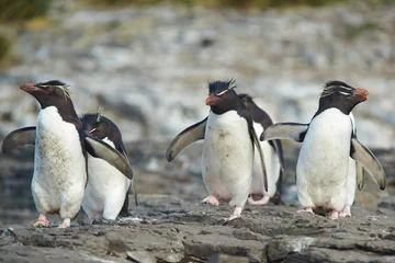 Foto op Plexiglas Rockhopper Penguins (Eudyptes chrysocome) © JeremyRichards