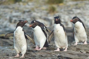Obraz premium Rockhopper Penguins (Eudyptes chrysocome)