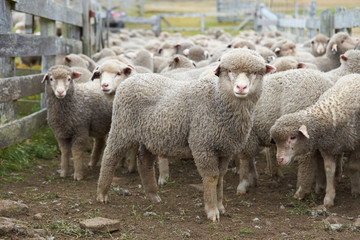 Naklejka premium Sheep in a Corral on the Falkland Islands