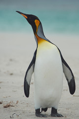 Fototapeta premium King Penguin (Aptenodytes patagonicus)
