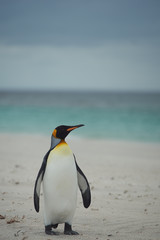 Obraz premium King Penguin (Aptenodytes patagonicus)