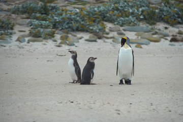 When I grow up I want to be a King Penguin