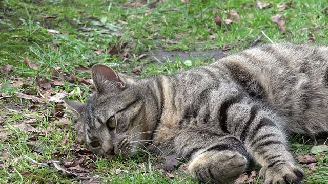 Grau getigerte Katze liegt auf Wiese und schaut