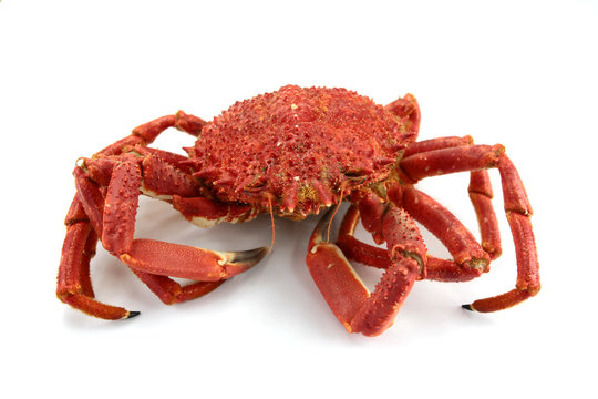 araign&eacute;e de mer