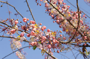 Pink Cassia, Pink Shower