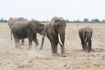 Eléphants dans la savane grattent le sol