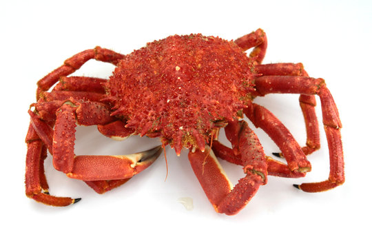 araign&eacute;e de mer