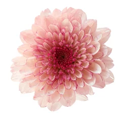 Foto auf Acrylglas Blumen chrysanthemum flower pink color isolated on white background