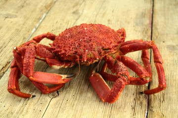araignée de mer