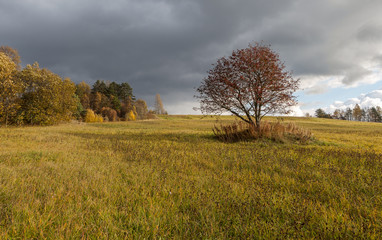 Fototapeta na wymiar Single tree in the autumn field.