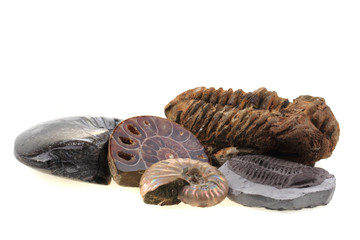 old fossils collection
