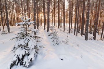 The frozen winter lake in wood under snow